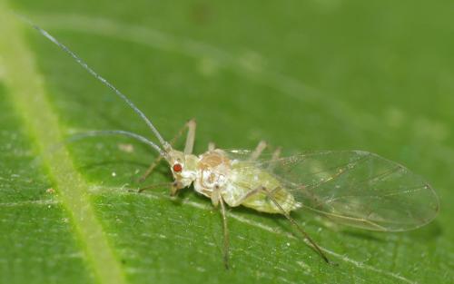 Réf. 309 535 : Drepanosiphum platanoidis